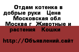 Отдам котенка в добрые руки › Цена ­ 50 - Московская обл., Москва г. Животные и растения » Кошки   